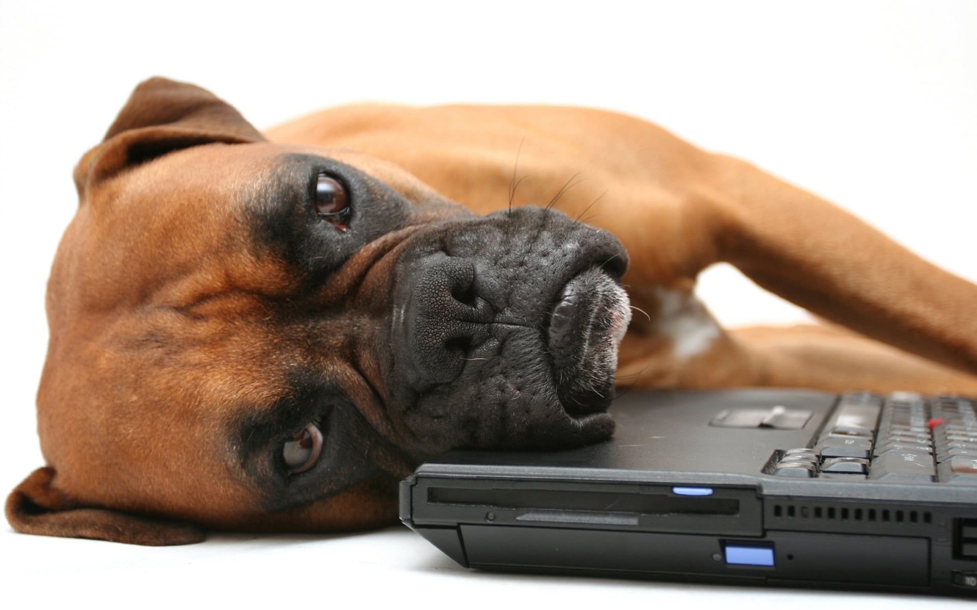 adult tan Boxer lying on black laptop computer